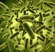 LACTOBACILLUS